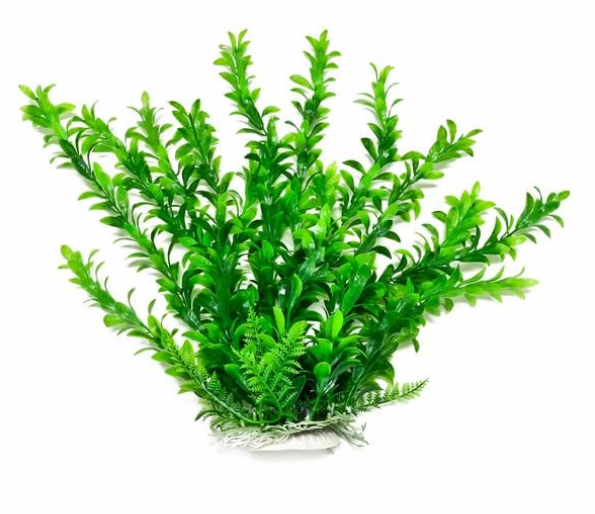 Aquatop Plant Hygrophila 6"