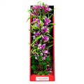 Aquatop Vibrant Garden Violet Plant 16"