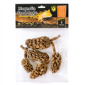 Galapagos Natural Magnolia Seed Pods