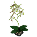 Komodo Spider Orchid w/ Gravel - 16"