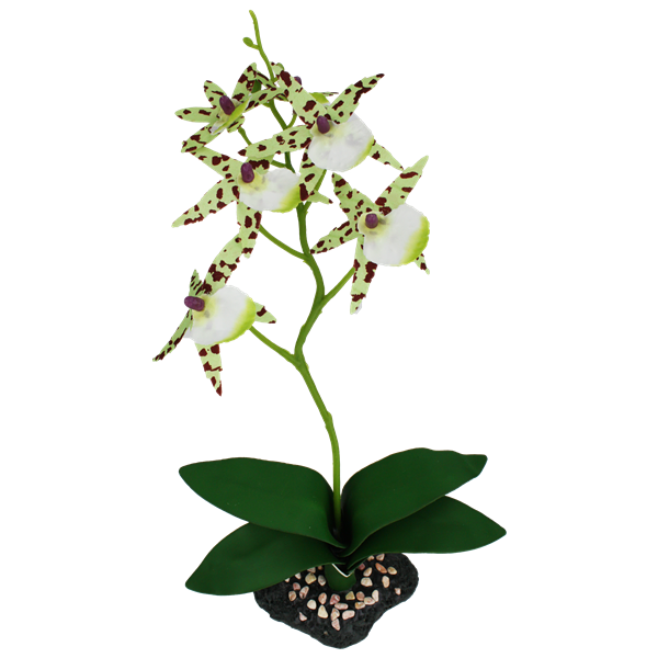 Komodo Spider Orchid w/ Gravel - 16"