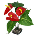Komodo Anthurium Bush w/ Gravel - 12"