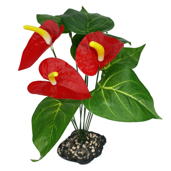 Komodo Anthurium Bush w/ Gravel - 12"