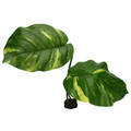 Komodo Guiana Plant - 24" Jumbo