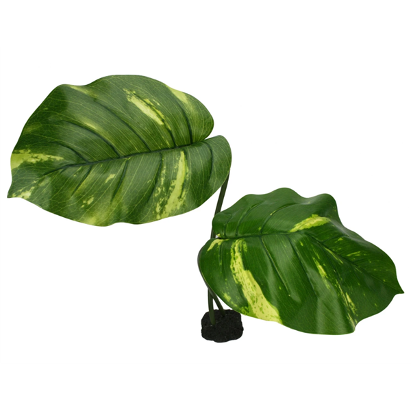 Komodo Guiana Plant - 24" Jumbo