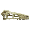 Komodo Raptor Skull - Large 9.5"