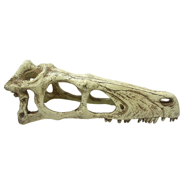 Komodo Raptor Skull - Large 9.5"