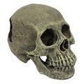 Komodo Human Skull - Full 6.5"