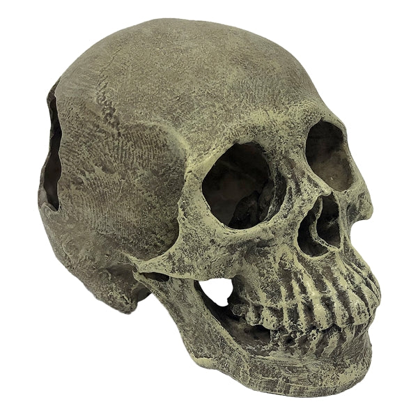 Komodo Human Skull - Full 6.5"