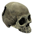 Komodo Human Skull - Half 6.5"