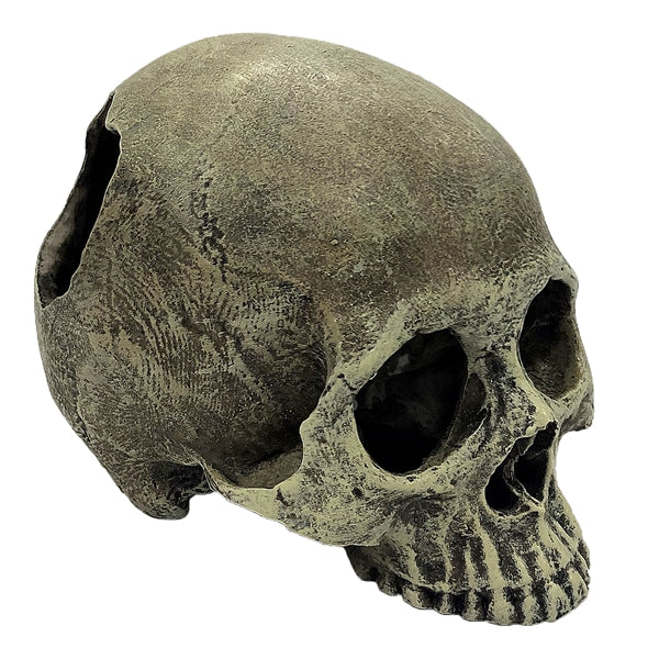 Komodo Human Skull - Half 6.5"