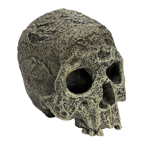 Komodo Human Skull Textured - 4.5"