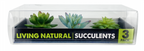 Komodo Succulent 3pk - Blue and Green