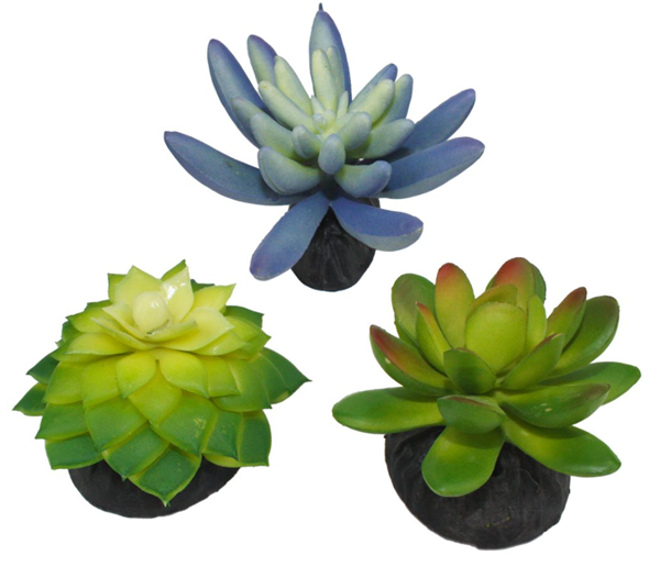 Komodo Succulent 3pk - Blue and Green