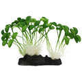Komodo Sprouts - 5"