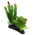 Komodo Cactus and Succulent - 5"