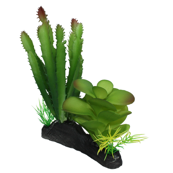 Komodo Cactus and Succulent - 5"