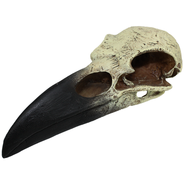 Komodo Raven Skull - Large 8"