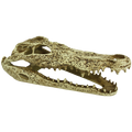 Komodo Alligator Skull - 9.5"