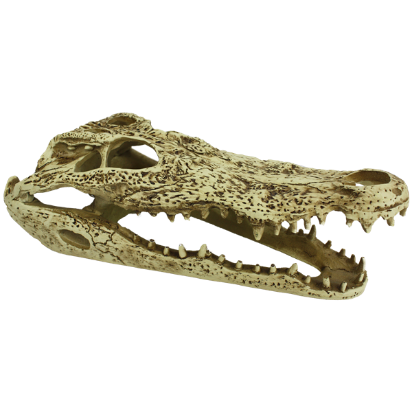 Komodo Alligator Skull - 9.5"