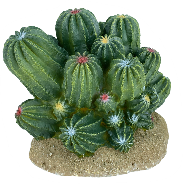 Komodo Barrel Cactus - 4"