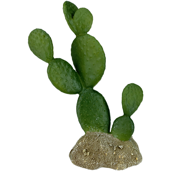 Komodo Prickly Pear Cactus - 6.3"