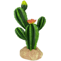 Komodo Flower Cactus - 9"