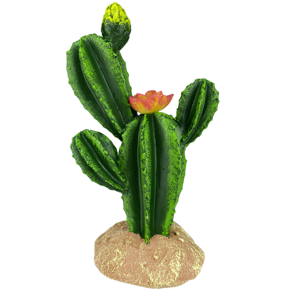 Komodo Flower Cactus - 9"
