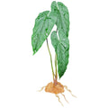 Komodo Emerald Vine Standing Plant - 18"