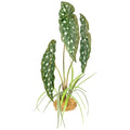 Komodo Spotted Begonia - 18"