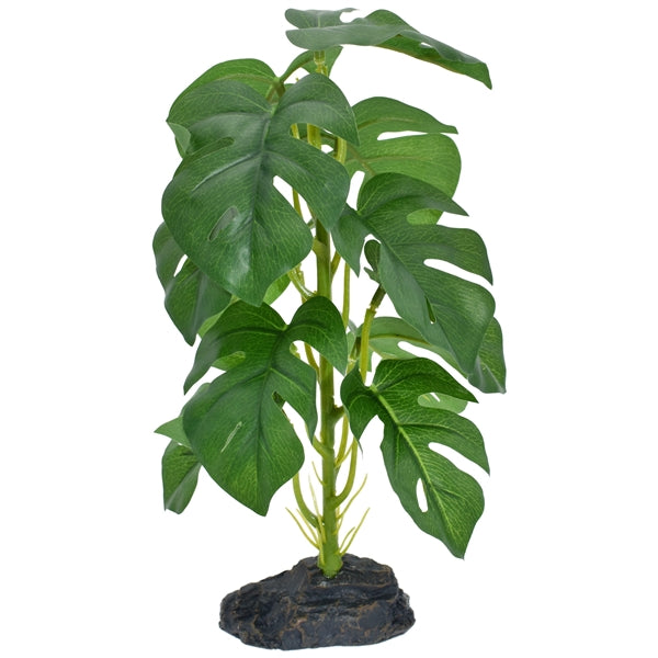 Komodo Standing Monstera - Small 10"