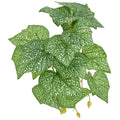 Komodo Standing Pothos - Small 5"