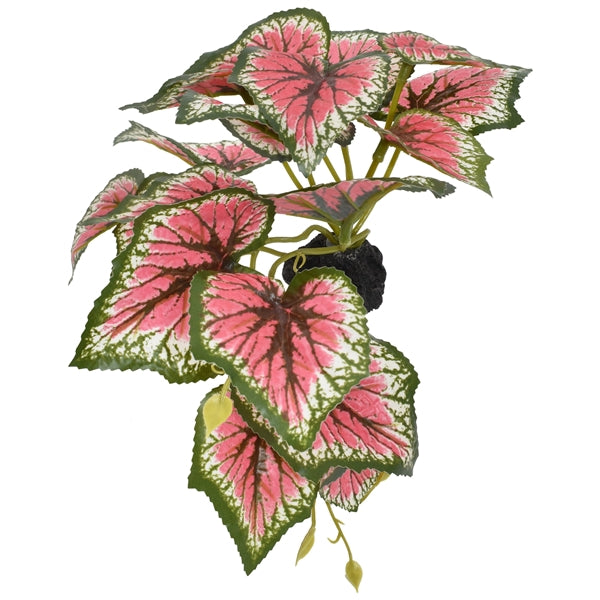 Komodo Standing Caladium - 5"