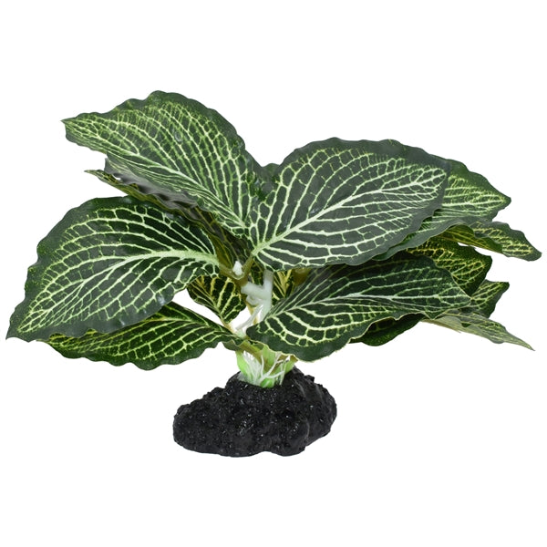 Komodo Standing Vein Plant - 4"