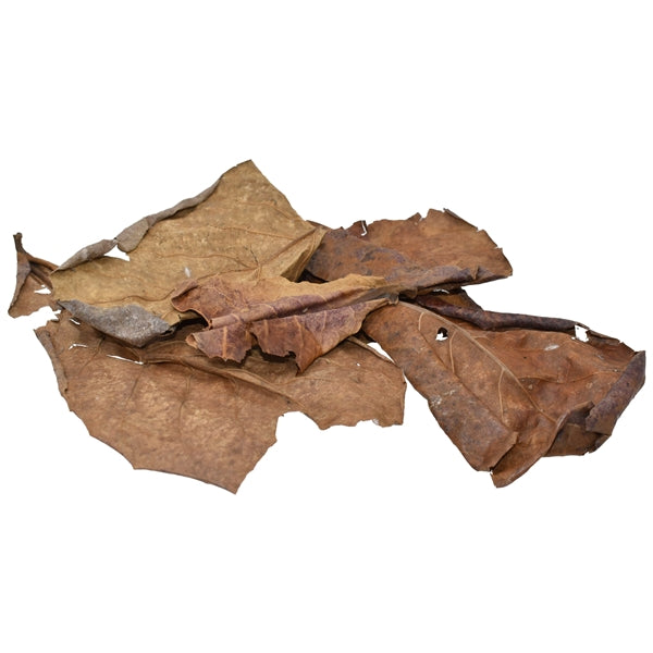 Komodo Dried Oak Leaves