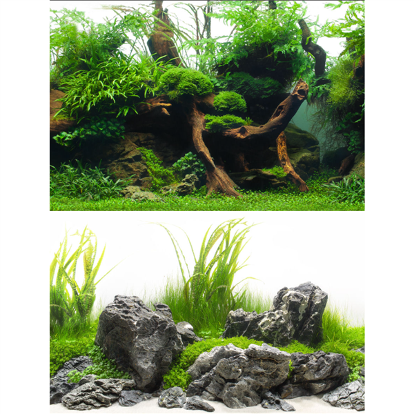 Seaview Greenspike / Amazonia 18" x 50' Double Sided Background