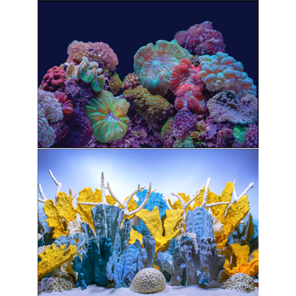 Seaview Coral Bliss/ Luscia Reef 18" x 50' Double Sided Background
