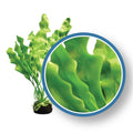 Weco Plant  Amazon Ruffle 12"