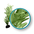 Weco Plant Green Giant Kelp 12"