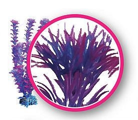 Weco Fuschia Fern 12" Dream Series Wonder Plants