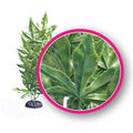 Weco Plant Hash 12"