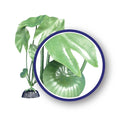 Weco Plant Green Tiger Lotus 18"