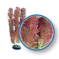 Weco Plant Red Cabomba 30" ~ PRO