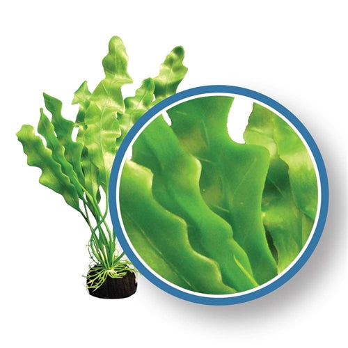 Weco Plant Amazon Ruffled Sword 30" ~ PRO