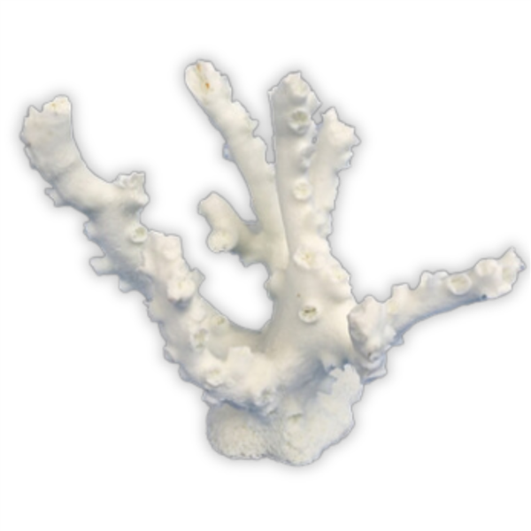 Weco Artificial/Rubber Coral - Octopus Coral White - Small