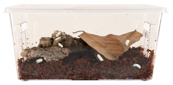 ZooMed Creatures Roly-Poly Kit