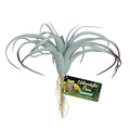 ZooMed Naturalistic Flora Tillandsia Air Plant